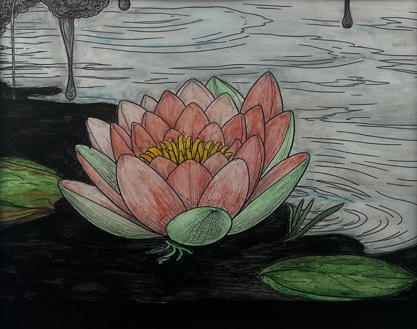 Water Lily
