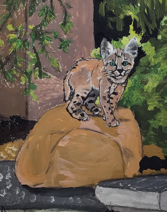 Wild Cat